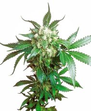 Black Domina - Seeds of 5 Feminized Sensi Seeds