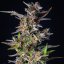 Watermelon Automatic - fem. und selbstblühende Samen 5 Stück Royal Queen Seeds