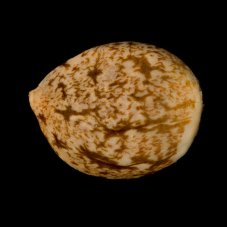 Critical Mango - feminizované semena 5ks, Silent Seeds