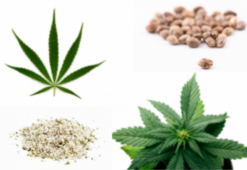 Hybridné semená konope - Obsah THC - THC extrémne nad 25%