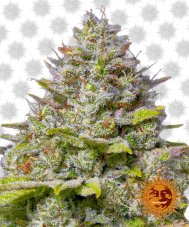 Blue Gelato 41- feminized seeds 10 pcs Barney's Farm