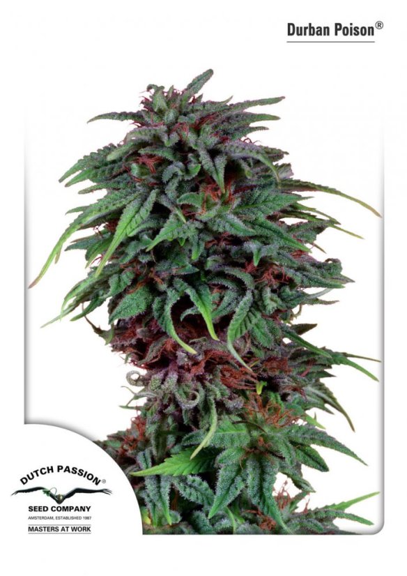 Durban Poison - feminizovaná semena 10 ks Dutch Passion