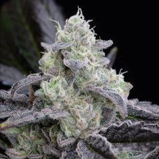 L.A.Vanilla Cake - feminizované semená 5ks, Silent Seeds