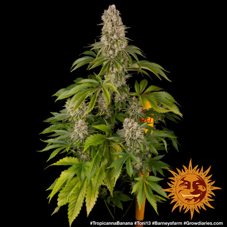 Tropicanna Banana - feminizovaná semená marihuany 3 ks Barney´s Farm