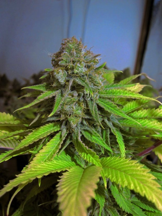 Cream Caramel – feminizované semienka 10ks Sweet Seeds