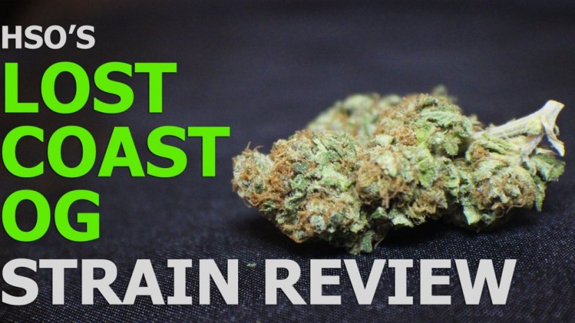 Lost Coast OG - feminizovaná semienka 3ks Humboldt