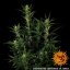 Glue Gelato Auto - automatycznie kwitnące nasiona marihuany 5 szt Barney´s Farm