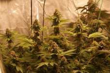 Gorilla Glue feminizovaná semena 5 ks Seedstockers