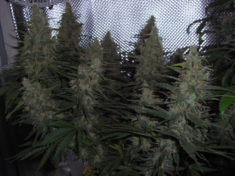 Amnesia Haze 10 ks (Indoor), regulárny semená Hy-Pro