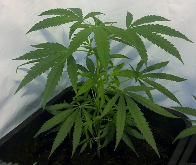 Hindu Kush - semínka 10 ks standardizovaná Sensi Seeds