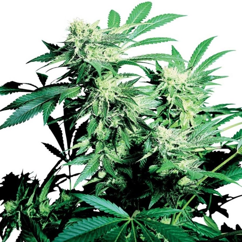 Skunk Kush - 5 феминизирани семена Sensi Seeds