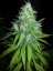 8 Ball Kush – feminizované semienka 10 ks Barney Farms