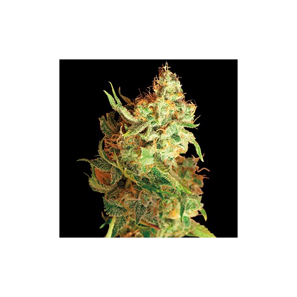 Red Dragon – feminizované semienka 10 ks Barney Farms