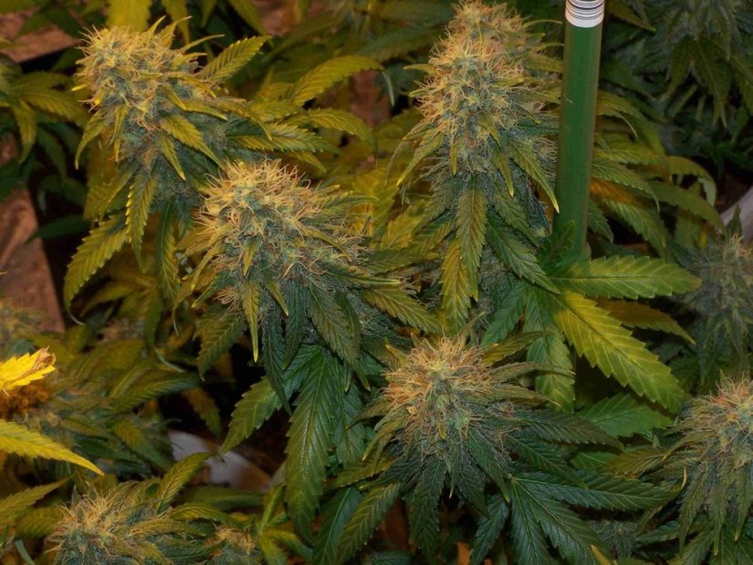 Super Skunk - feminizované semená 10 ks Sensi Seeds