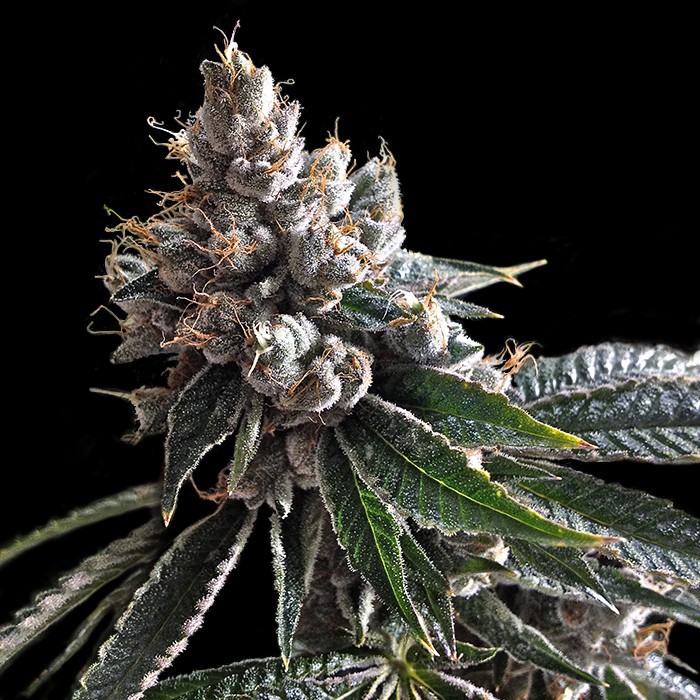 Golden Lemons - 6 ks feminizovaných semínek DNA Genetics