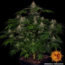 Shiskaberry - feminizowane nasiona marihuany 5 szt. Barney's Farm