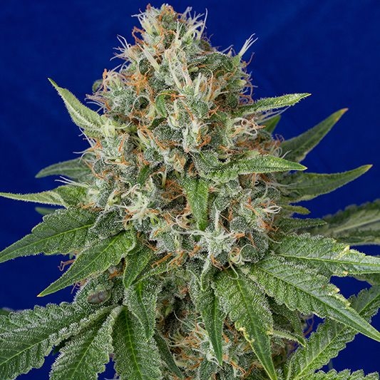 OG Kush - feminizovaná semienka 3ks Humboldt