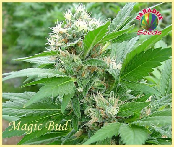 Magic Bud - 3 pieces of feminized seeds of Paradise Seeds
