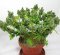 Cannabis Shrub-Like Growth - How to Do It?
