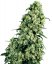 Skunk n.1 - feminizovaná semínka 5 ks Sensi Seeds