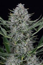 Dinafem Cookies Autoflowering samonakvétací semena