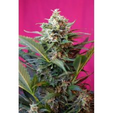 Big Devil XL Auto - fem. a samonakvétací semínka 10ks Sweet Seeds