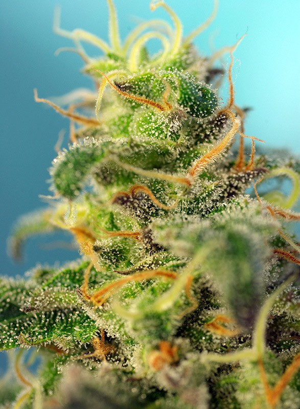 Cream Caramel CBD - feminisierte Samen 5 Stück Sweet Seeds