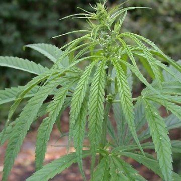 Technische Hennep (Cannabis Sativa) - Genetische Eigenschappen
