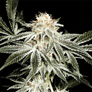 White Widow - feminized seeds 5 pcs the Ministry of Cannabis