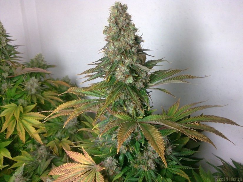 Blue Widow 10 ks feminizované semienka Dinafem