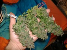 Northern Light - 10 ks fem. a samonakvétacích semen Growshop