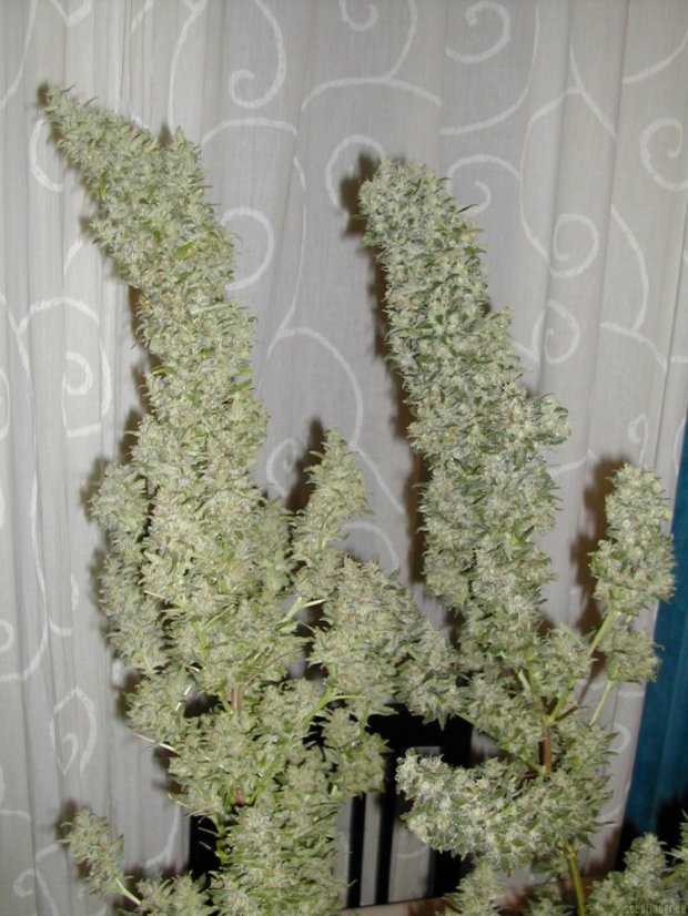 Monster - 9ks feminized semená Eva Seeds
