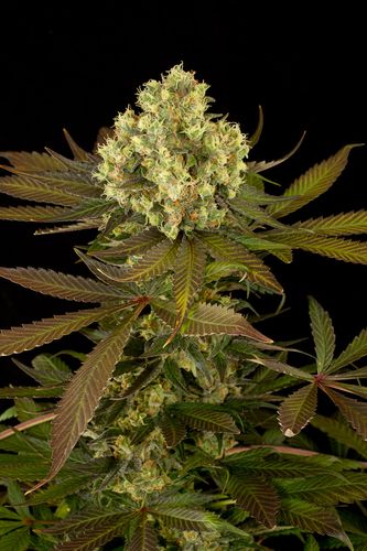 Sour Blueberry - feminizovaná semienka 3ks Humboldt