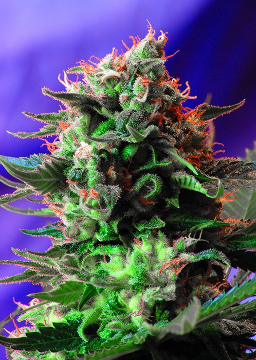 Jack 47 Fast Version - feminizované semienka 3 ks Sweet Seeds