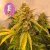 Gelat.OG Auto - autoflowering cannabis zaden 10 stuks, Seedsman