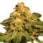Cinderella 99 - feminizované semená 6ks Natural Seeds