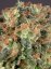 Super Haze - feminisierte 5ks Dutch Passion-Samen