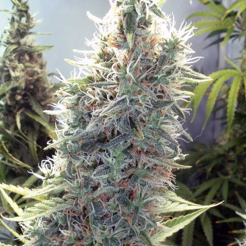 Cinderella 99 - feminizované semená 6ks Natural Seeds