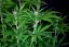 Peyote Zkittlez - feminized cannabis seeds 3 pcs, Seedsman