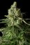 Moby Dick CBD - 5 feminizowanych nasion Dinafem