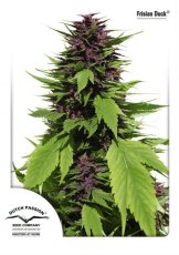 Frisian Duck® - feminized 3pcs Dutch Passion seeds