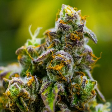 Legendäre Cannabis-Sorten 5: Original Haze