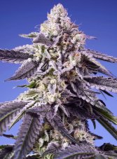 Sweet Seeds Permanent Jealousy XL Auto samonakvétací semena