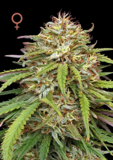 Humboldt Seed Company Ed Rosenthal's Super High Life feminizovaná semena