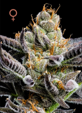 Humboldt Seed Company Jelly Donutz Auto autoflowering semena
