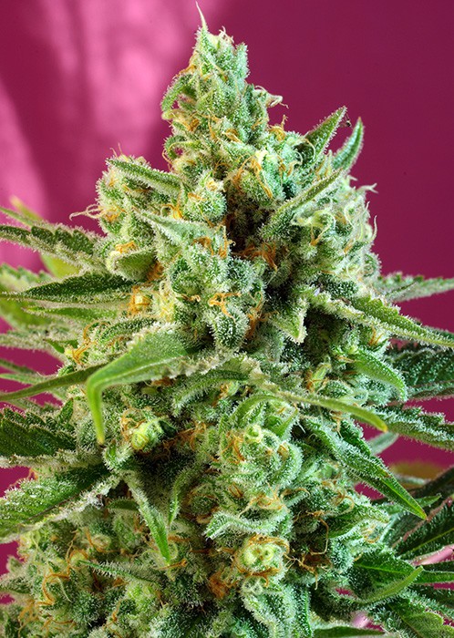 S.A.D. Sweet Afghani Delicious CBD - semillas feminizadas 5pcs Sweet Seeds