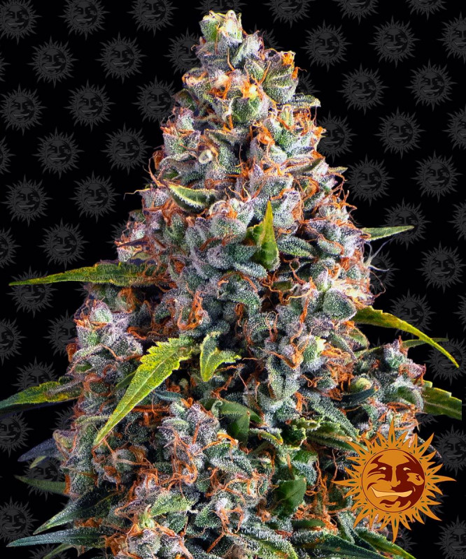 Strawberry Cheesecake Auto - Autoflowering Marihuana Samen 3 Stück Barney's Farm