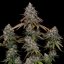 Kush Classic - feminisierte Samen 5 Stück Cannapio