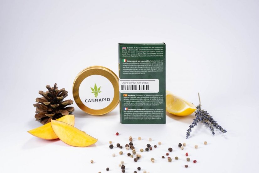 Vanilla Kush – feminizovaná semínka 5 ks Barney's Farm