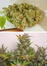 Mokum's Tulip autoflower - feminized seeds 3 pcs Dutch Passion
